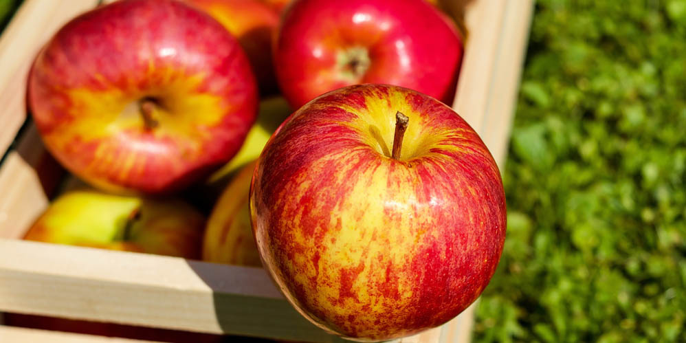 RaceThread.com: Apples are known to satisfy hunger and cravings for a few calories 